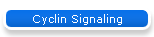 Cyclin Signaling