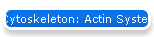 Cytoskeleton: Actin System