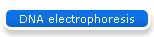 DNA electrophoresis