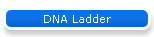 DNA Ladder
