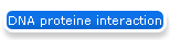 DNA proteine interaction