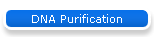 DNA Purification