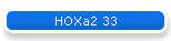 HOXa2 33